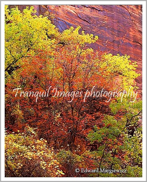 450608   Resplendent Foliage in Zion National Park